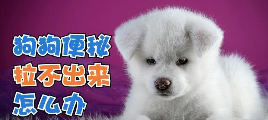 狗狗一直便秘怎么办？15个实用解决方案