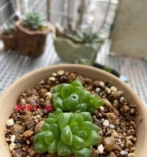 草玉露的种植与养护（打造饱满通透的草玉露）
