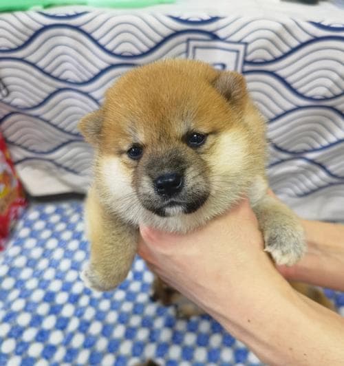 标准柴犬的体型发育及达标情况