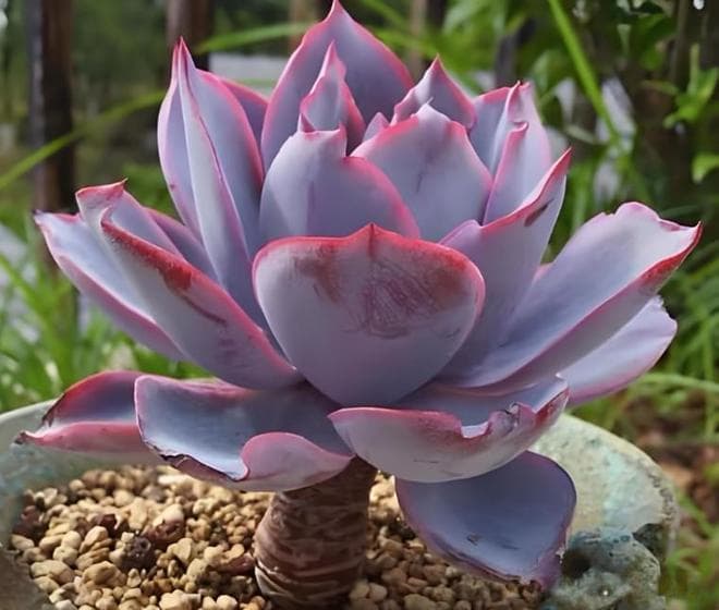 抵御寒冬：冬季广寒宫多肉植物养护全攻略