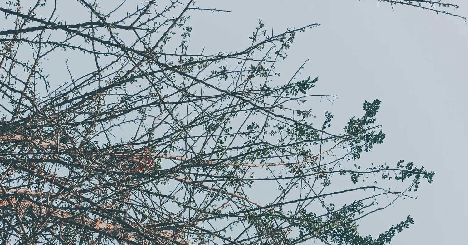 山荆子：一种兼具观赏与实用价值的园林植物