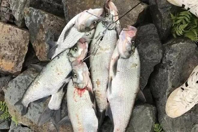 冬季也能钓大翘嘴？这些专业技巧让你收获满满