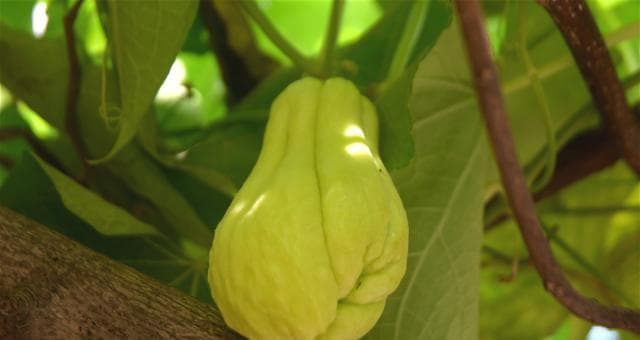 佛手瓜最佳种植时间是什么时候？如何确保种植成功？