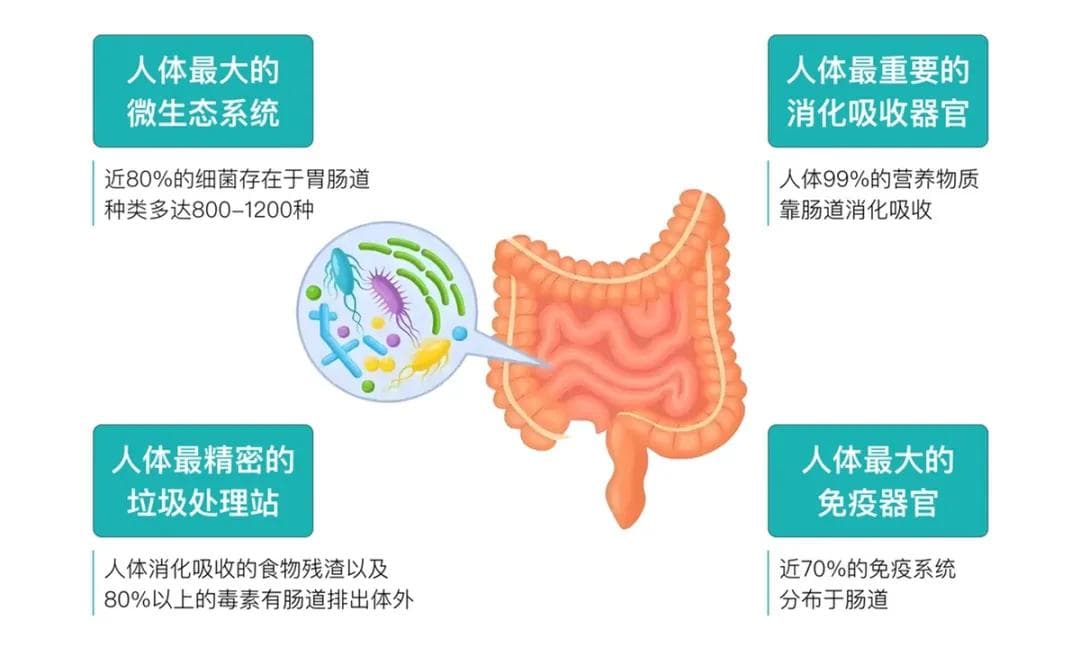 【健康科普】肠健康，才能常健康