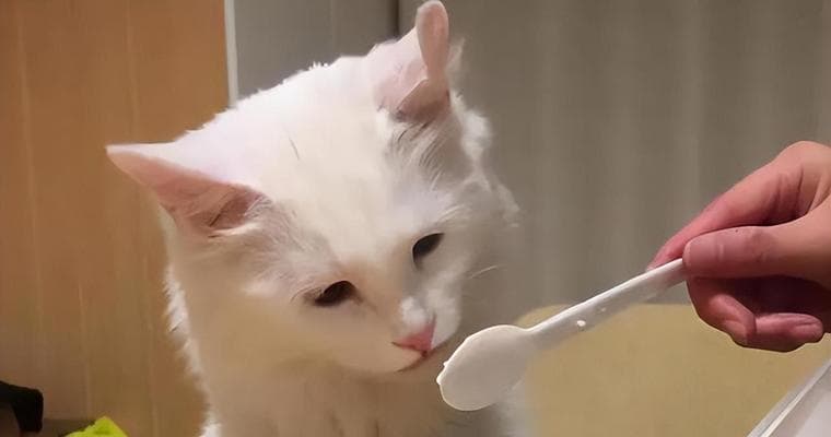 猫咪的饮食秘籍：从食材到喂养的全方位指南