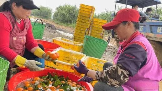 315曝光：沃柑保鲜靠浸抑菌药，安全间隔期遭忽视