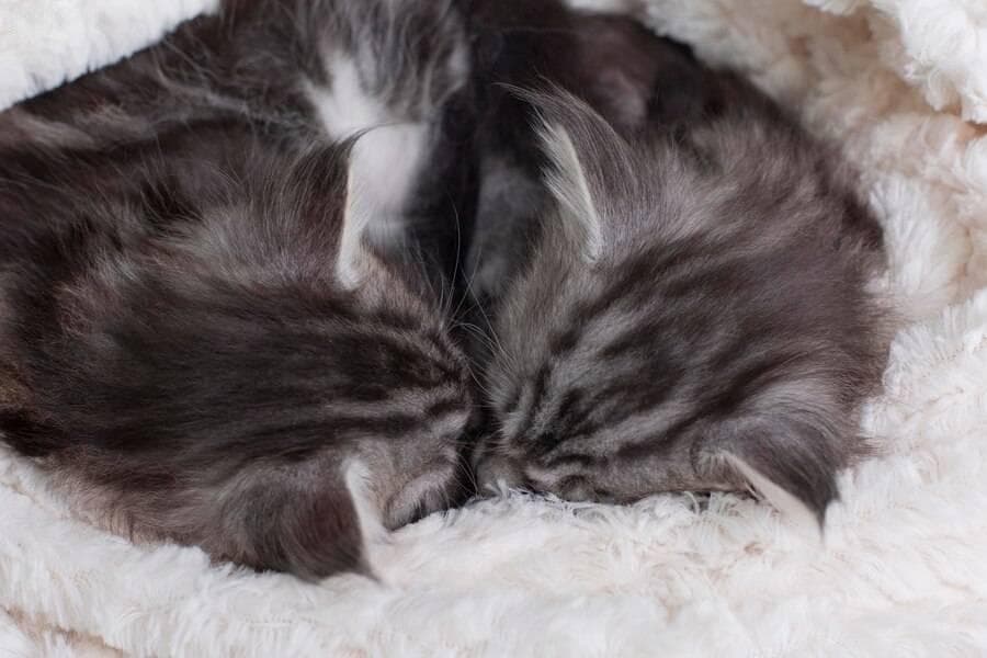 猫咪冬天怕不怕冷？主人必知的冬季保暖大揭秘！