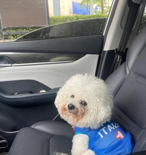 比熊犬的遛狗频率与家庭饲养指南