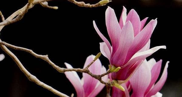 玉兰花的养殖方法和养护要点（适合初学者的玉兰花种植全攻略）