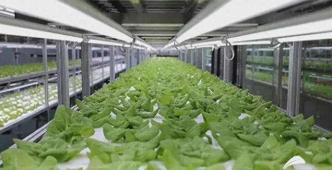 政策助推！AI+农业加速中国农业现代化（附6大应用场景）