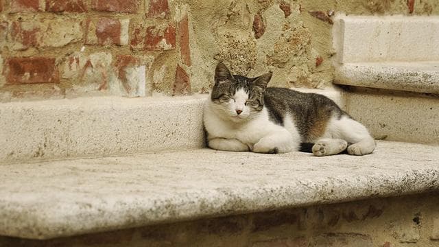猫咪尿血是怎么回事（猫尿血病因与解决办法）