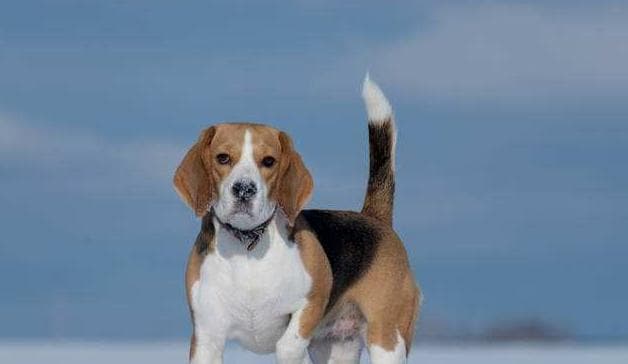 比格犬特征全解析：从外貌到饲养要点