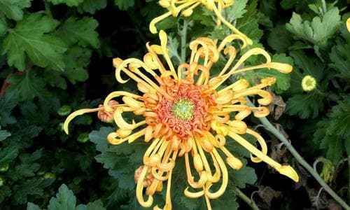 菊花的种类与特点：从外观、颜色到文化内涵的全面解读