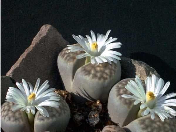 生石花养殖完全指南：从种植到播种的全方位详解