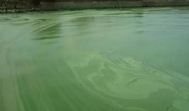 水产蓝藻的正确处理方法？养殖池塘蓝藻爆发怎么办？养殖高手秘籍