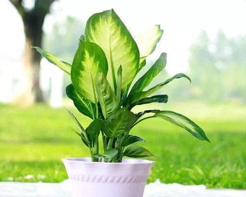 花叶万年青的风水寓意与摆放位置