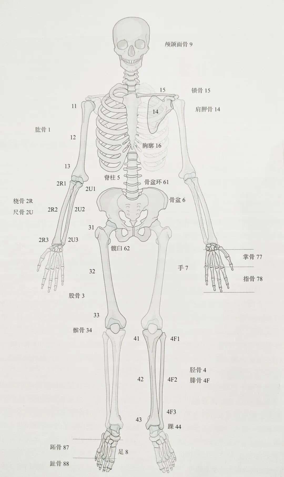 AO/OTA骨折分类，看这篇就够了！