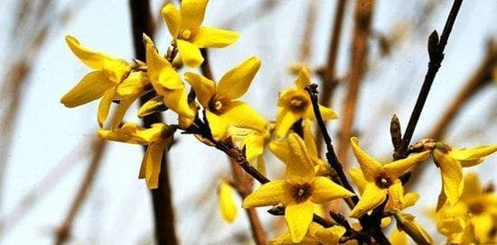 连翘花的寓意与风水象征：吉祥、好运与和谐的象征