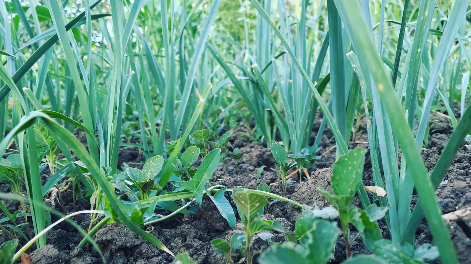 冬季白芨种植技巧：低温下的6大管理要点