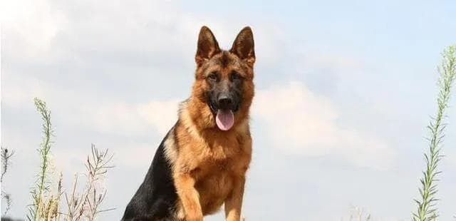 德国牧羊犬饲养全攻略（从品种选择到健康管理，打造健康快乐的宠物生活）