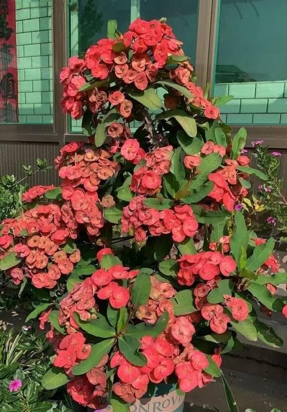 太阳越晒，虎刺梅开花越多，适合农村养，丢在院子不用管