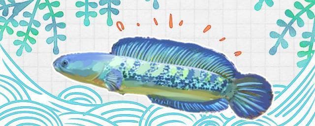 雷龙鱼饲养指南：从水温到喂食的全方位解析
