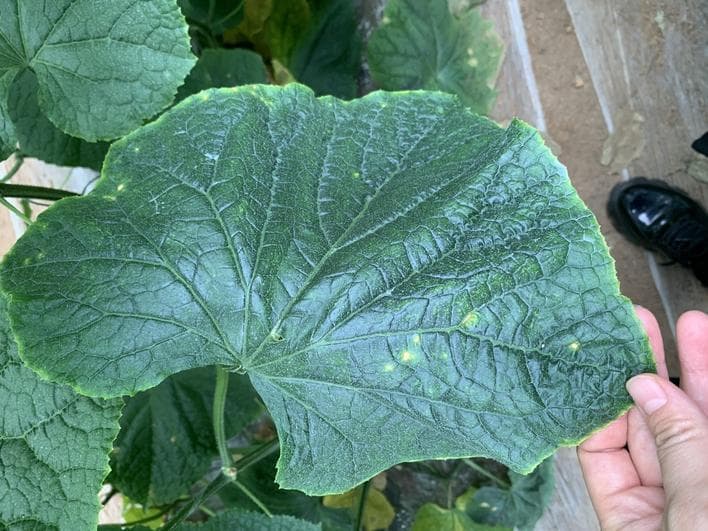 “小黄点”肆虐 黄瓜一味喷药治标不治本