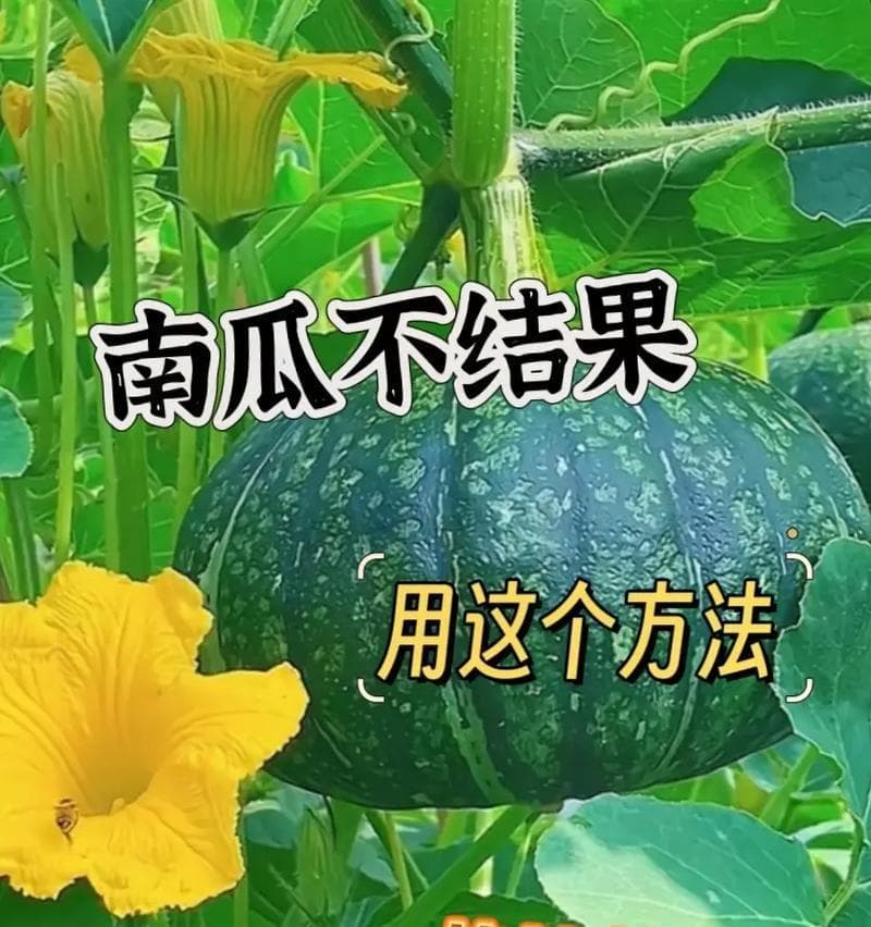 南瓜种植指南：从选种到收获的全程详解