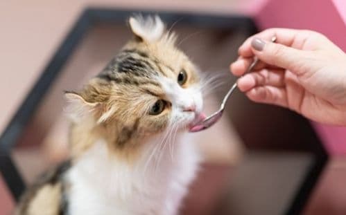 猫咪排泄异常，需警惕健康问题