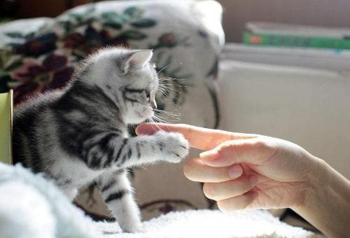 猫咪咬东西？试试玩具替代法！