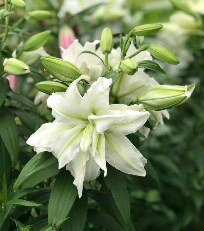 百合花的花苞没开花就发黑？避开4个误区，百合开花多又香