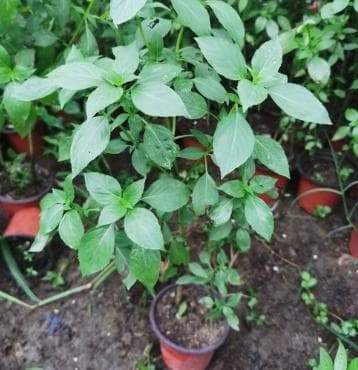 哪些香料可以在家种？新手盆栽技巧有哪些？