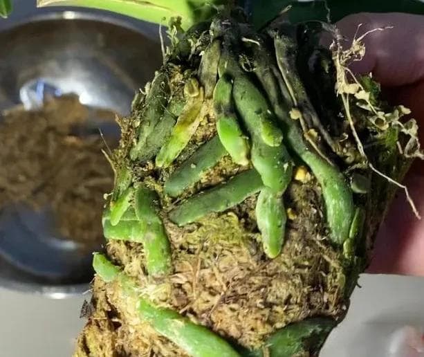用水苔养蝴蝶兰容易空根？掌握这个浇水“小秘密”让根系更健壮