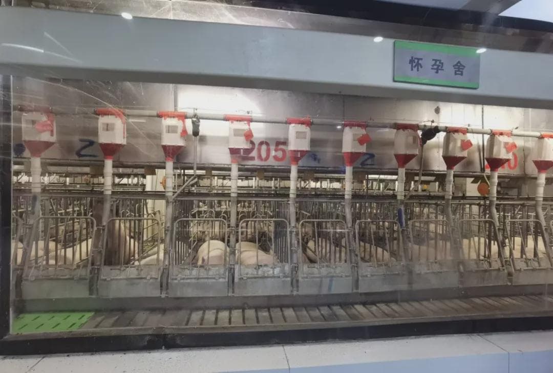 年薪70万！养猪真的这么赚钱？起底23家上市猪企员工薪资