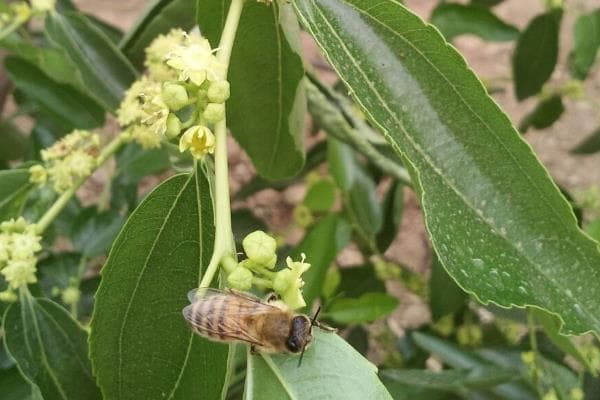 如何提高冬枣坐果率？这些种植技巧请收好