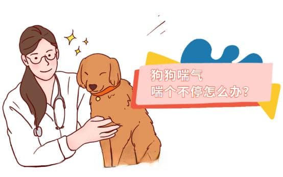狗狗一直喘气喘个不停？原来是这个原因！