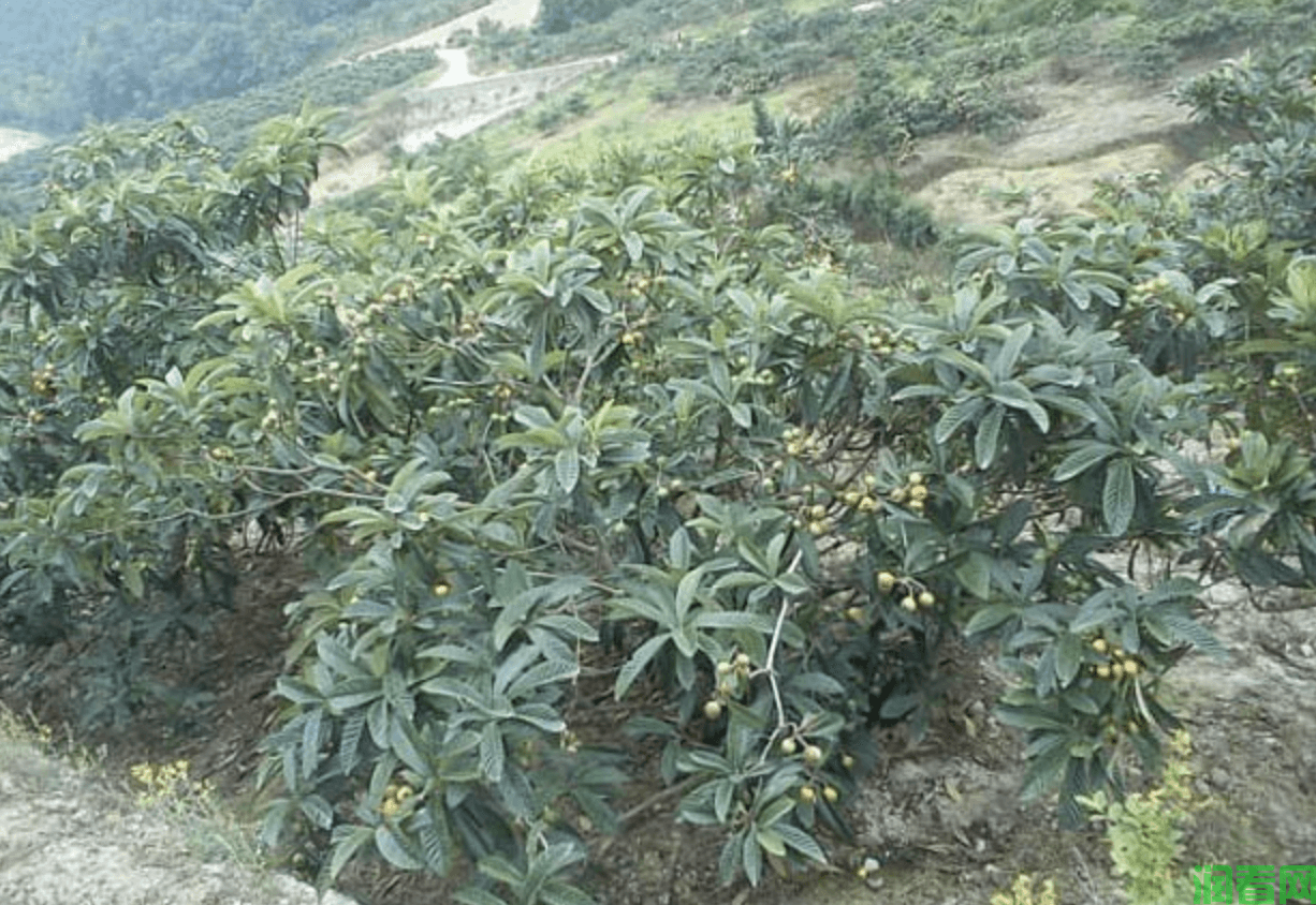 枇杷树种植技术：根系生长与土壤要求详解