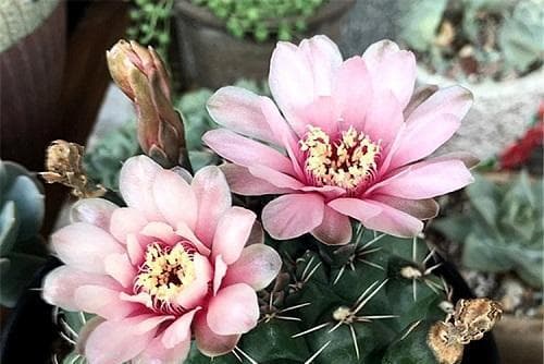 仙人球的花语：探寻仙人球背后的意义与传说