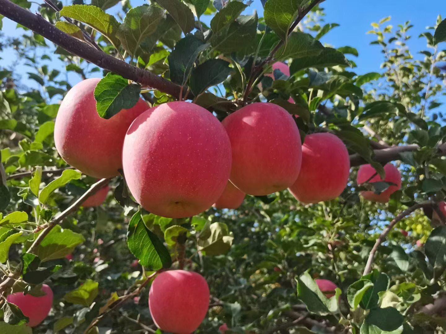 静宁果农王恩科：苹果病虫害的综合管理