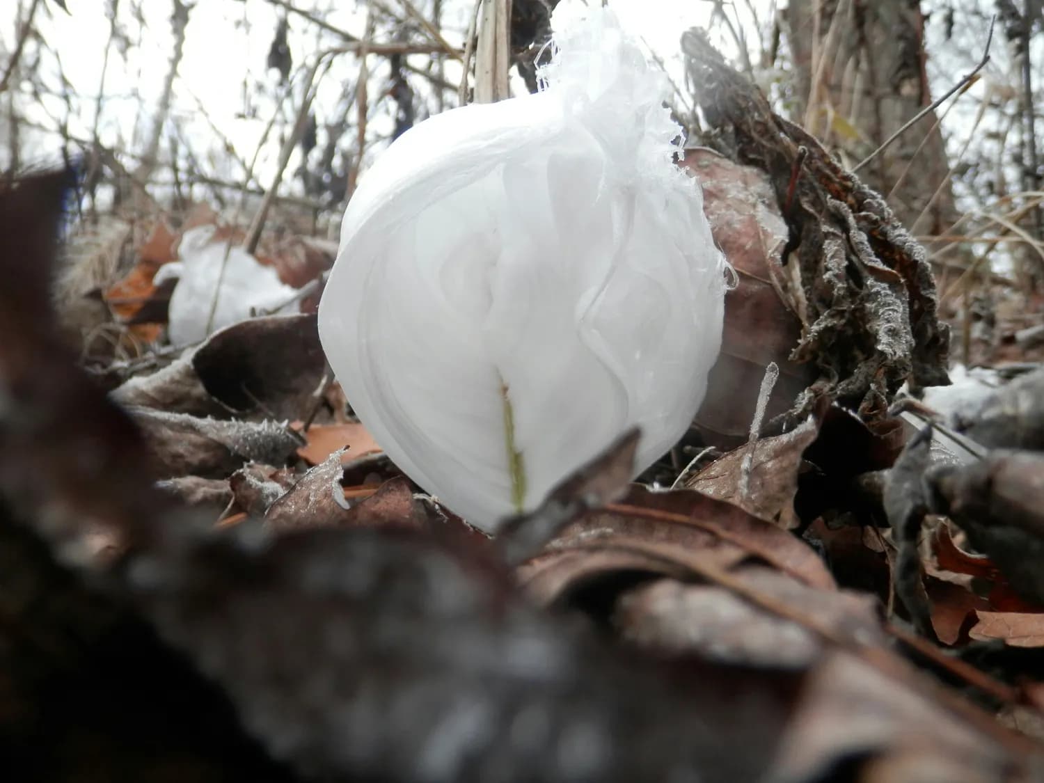 雪莲花：坚韧精神与传统文化的完美融合