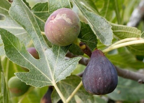 无花果耐多少度低温？详解无花果生长温度与低温处理方法