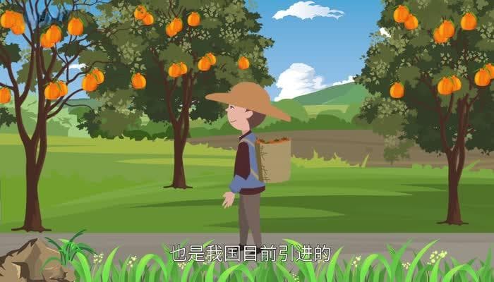 粑粑柑是什么？这种水果的营养价值和食用注意事项