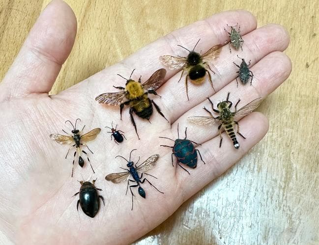昆虫知识大全：从种类到生活习性的全面科普