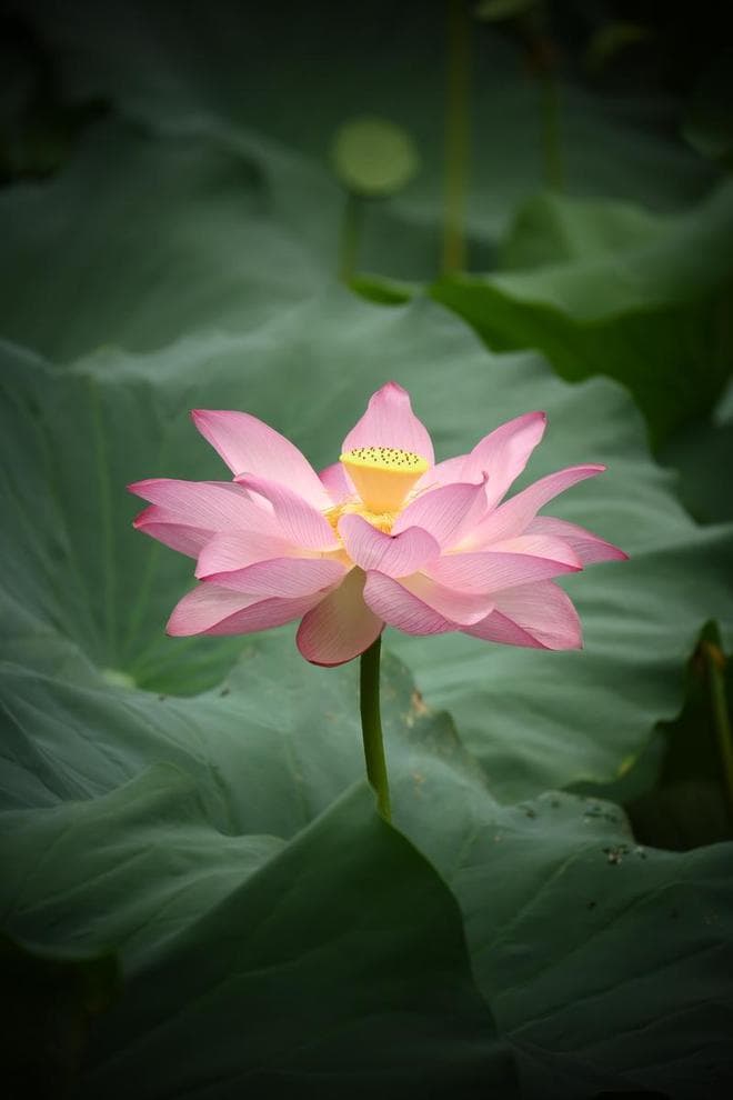 王维《山居秋暝》：一幅清新秀丽的山水画卷