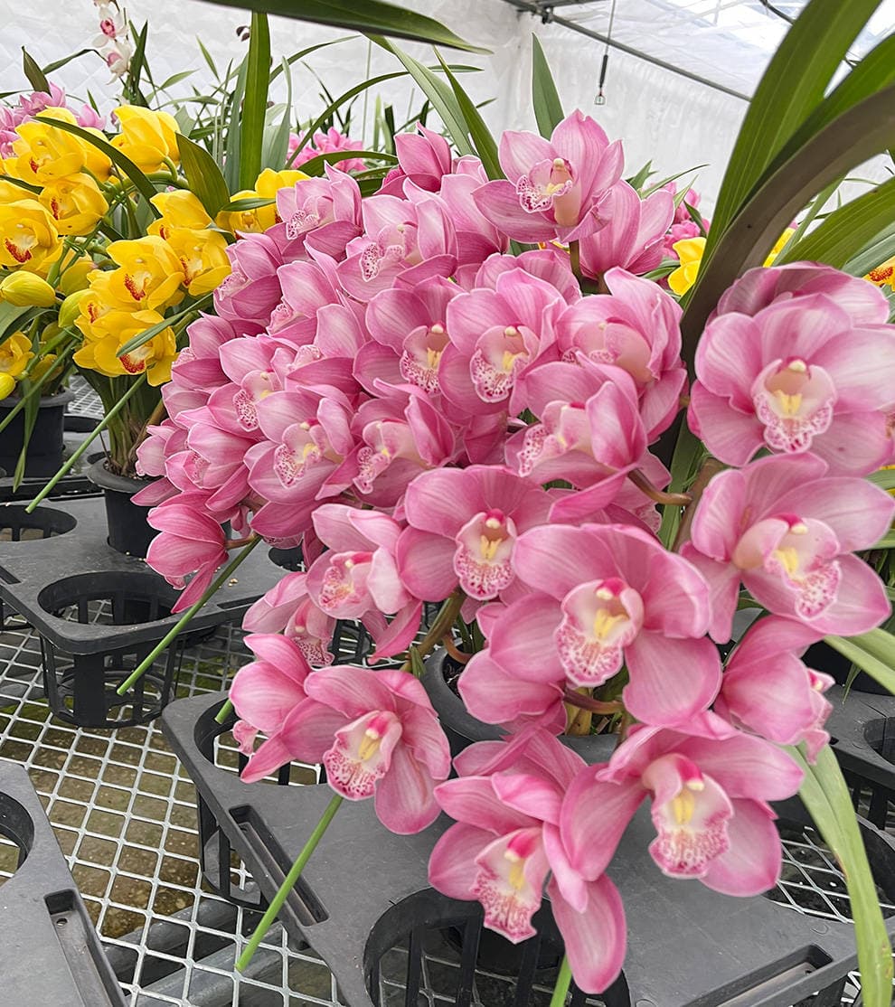 兰花植料全解析：三大要素、配土方案与注意事项