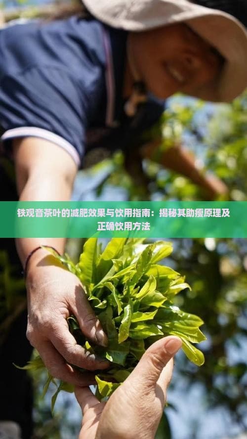 铁观音茶叶的减肥效果与饮用指南：揭秘其助瘦原理及正确饮用方法