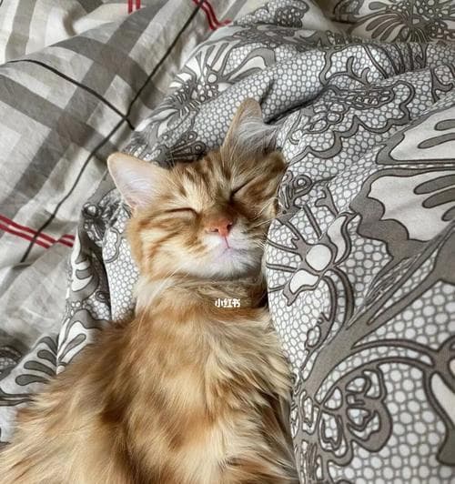 猫咪为什么总是睡觉？揭秘猫咪睡眠习惯与规律