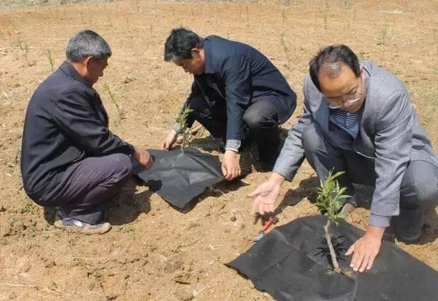 【赣南种植】桃树4月生产管理技术这些要做好，才能稳产质优效益高！