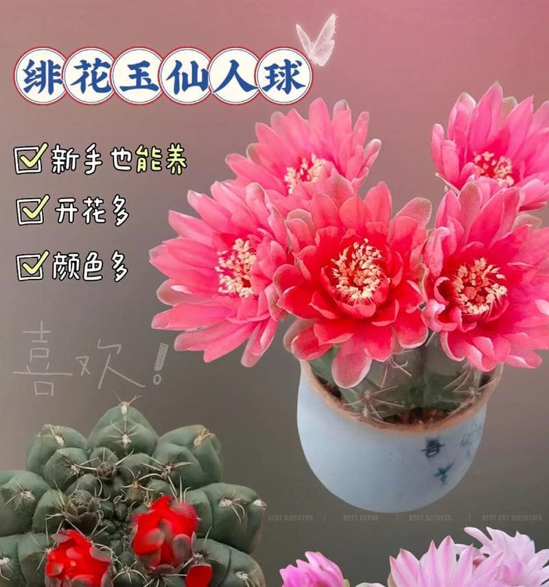 仙人球的浇水时间应该怎样安排？如何判断其需水量？
