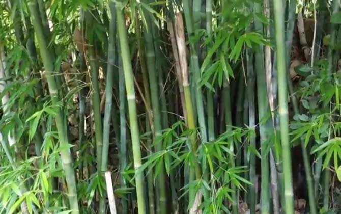 十种常见竹子的种类名称及图片大全